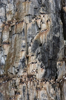 Bird Cliff Bird Cliff
