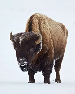 Bison (Bison bison) bull covered with frost in the winter, Yellowstone National Park Bison (Bison bison) bull covered with frost in the winter, Yellowstone National Park