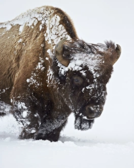 Bison (Bison bison) bull covered with snow in the winter, Yellowstone National Park Bison (Bison bison) bull covered with snow in the winter, Yellowstone National Park