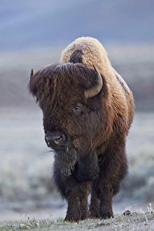 Yellowstone National Park Photography Prints: Bison (Bison bison) bull in the spring