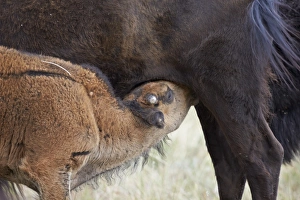 Custer State Park Wildlife Prints: Bison (Bison bison) calf nursing
