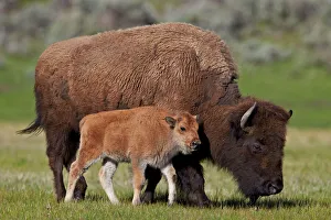 Bison (Bison bison) cow and calf in the spring, Yellowstone National Park, Wyoming, United States of America Bison (Bison bison) cow and calf in the spring, Yellowstone National Park, Wyoming, United States of America