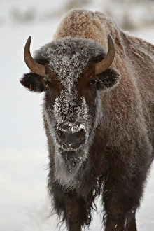 Bison In Winter Prints: Bison (Bison bison) cow in the winter