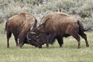 Travel Destination USA Prints: Bison (Bison bison) cows sparring