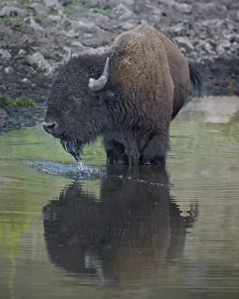Bison (Bison bison) drinking from a pond, Custer State Park, South Dakota, United States of America, North America Bison (Bison bison) drinking from a pond, Custer State Park, South Dakota, United States of America, North America