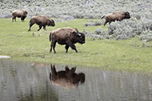 Wildlife Photography Wyoming Prints: Bison (Bison bison) reflected in a pond