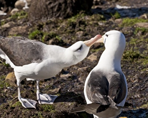 Black-browed albatross (Thalassarche melanophrys) adult bonding behaviour, the Neck, Saunders Island, Falkland Islands Black-browed albatross (Thalassarche melanophrys) adult bonding behaviour, the Neck, Saunders Island, Falkland Islands