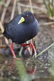 Black crake (Amaurornis flavirostris), Kruger National Park, South Africa, Africa Black crake (Amaurornis flavirostris), Kruger National Park, South Africa, Africa