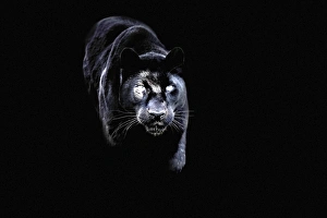 Black panther (black leopard) (Panthera onca), Montana, United States of America Black panther (black leopard) (Panthera onca), Montana, United States of America