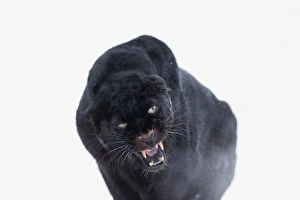 Black panther (black leopard) (Panthera onca), Montana, United States of America Black panther (black leopard) (Panthera onca), Montana, United States of America
