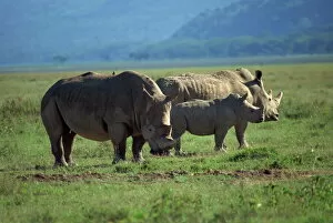 Nakuru Collection: Black rhino family