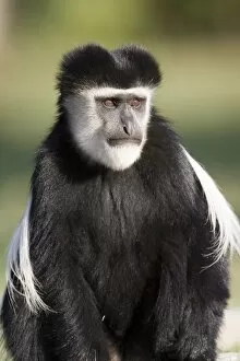 Lake Naivasha Collection: Black and white colobus monkey (Colobus guereza)