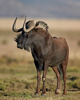 Black wildebeest (white-tailed gnu) (Connochaetes gnou), Mountain Zebra National Park, South Africa, Africa Black wildebeest (white-tailed gnu) (Connochaetes gnou), Mountain Zebra National Park, South Africa, Africa