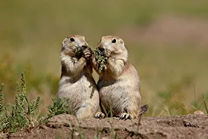 Two blacktail prairie dog (Cynomys ludovicianus) sharing something to eat Two blacktail prairie dog (Cynomys ludovicianus) sharing something to eat