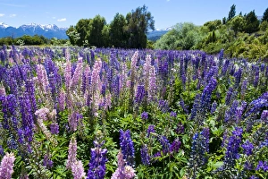 Blooming wild flowers, Los Alerces National Park, Chubut, Patagonia, Argentina, South America Blooming wild flowers, Los Alerces National Park, Chubut, Patagonia, Argentina, South America