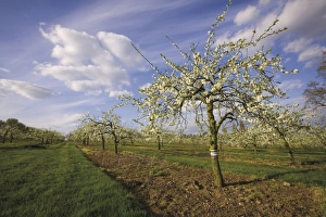 Worcestershire Countryside Scenes Prints: Blossom in the apple orchards in the Vale of Evesham, Worcestershire, England