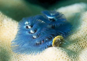 Blue Christmas tree worm (Spirobranchus giganteus), Cairns, Queensland, Australia Blue Christmas tree worm (Spirobranchus giganteus), Cairns, Queensland, Australia