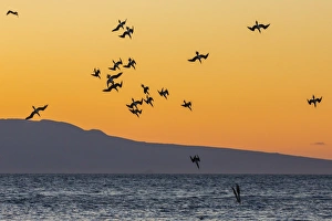 Blue-footed boobies (Sula nebouxii) plunge-diving for small fish at sunset off Rabida Island, Galapagos Islands Blue-footed boobies (Sula nebouxii) plunge-diving for small fish at sunset off Rabida Island, Galapagos Islands