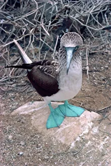 Blue Footed Booby Print, Galapagos Islands