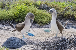 Blue-footed booby (Sula nebouxii) pair in courtship display on North Seymour Island Blue-footed booby (Sula nebouxii) pair in courtship display on North Seymour Island