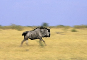 Chobe National Park Prints: Blue wildebeest