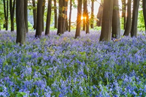 Bluebells in Bluebell woods in spring, Badbury Clump at Badbury Hill, Oxford, Oxfordshire Bluebells in Bluebell woods in spring, Badbury Clump at Badbury Hill, Oxford, Oxfordshire