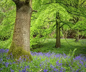 Bluebells, Harewood House, near Harrogate, North Yorkshire, Yorkshire, England, United Kingdom Bluebells, Harewood House, near Harrogate, North Yorkshire, Yorkshire, England, United Kingdom