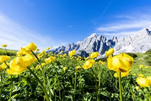 Bottondoro (globeflowers) (Trollius europaeus) flowers in bloom framing Cima dei Colesei Bottondoro (globeflowers) (Trollius europaeus) flowers in bloom framing Cima dei Colesei