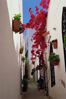 Bougainvillea in a narrow whitewashed street in upper village Bougainvillea in a narrow whitewashed street in upper village