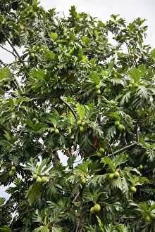No People Outdoor Photography Prints: Breadfruit (Artocarpus altilis) tree