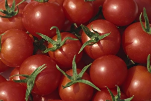 Fresh Tomato Pictures Prints: Bright red tomatoes