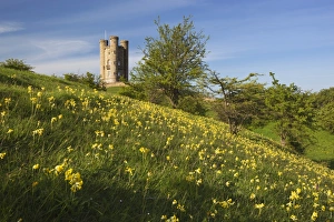UK Heritage Sites Prints: Broadway Tower with cowslips, Broadway, Worcestershire, England, United Kingdom, Europe