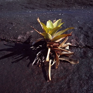 Brocchinia tatei (Bromeliaceae), Mount Roraima summit, Venezuela, South America Brocchinia tatei (Bromeliaceae), Mount Roraima summit, Venezuela, South America