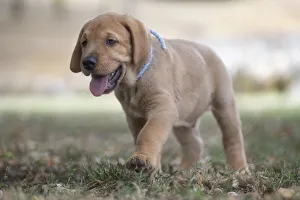 Broholmer dog breed puppy with a light blue collar walking on the grass, Italy, Europe Broholmer dog breed puppy with a light blue collar walking on the grass, Italy, Europe