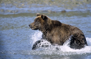 Colorful Animal Pictures Prints: Brown Bear