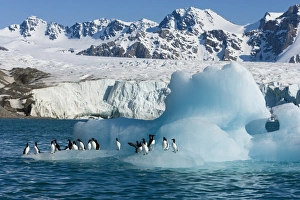 Bruennichs guillemot (Uria lomvia) on iceberg Bruennichs guillemot (Uria lomvia) on iceberg