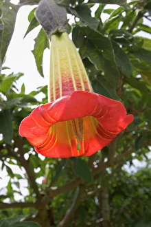 Brugmansia (Saguinea) shrub, also known as datura, a common sight in South America Brugmansia (Saguinea) shrub, also known as datura, a common sight in South America