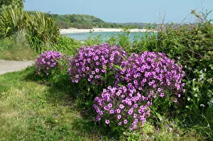 Bryher, Isles of Scilly, United Kingdom, Europe