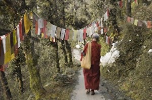 Buddhist Monasteries In India Prints: Buddhist monk walking down path