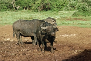 African Buffalo Habitat Prints: Buffalo at the Ark