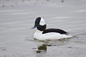 Bosque Del Apache Wildlife Refuge Prints: Bufflehead (Bucephala albeola), male, Bosque del Apache National Wildlife Refuge