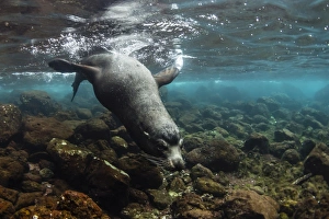 Bull Galapagos sea lion (Zalophus wollebaeki) underwater at Santiago Island, Galapagos Bull Galapagos sea lion (Zalophus wollebaeki) underwater at Santiago Island, Galapagos