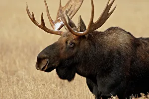 Bull Moose (Alces alces) with snow on its antlers, Grand Teton National Park Bull Moose (Alces alces) with snow on its antlers, Grand Teton National Park