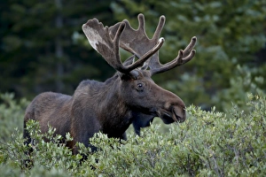 Bull moose (Alces alces) in velvet, Roosevelt National Forest, Colorado Bull moose (Alces alces) in velvet, Roosevelt National Forest, Colorado