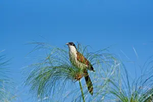 Ornithology In Africa Prints: Burchells coucal, (Centropus burchellii), Chobe National Park, Botswana