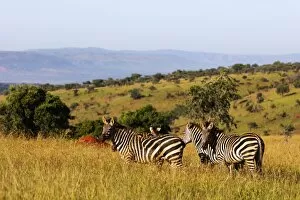 Kigali Collection: Burchells Plains zebra (Equus quagga), Akagera National Park, Kigali, Rwanda, Africa