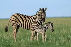 Images Dated 6th August 2008: Burchells (Plains) zebra with newborn foal (Equus burchelli)