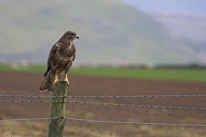 Buzzard Bird Prints: Buzzard (Buteo buteo), captive, United Kingdom, Europe
