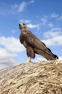 Vertical Bird Photography UK Prints: Buzzard (Buteo buteo), in captivity, Cumbria, England, United Kingdom, Europe