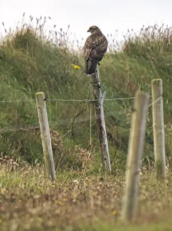 County Clare Scenery Prints: Buzzard, County Clare, Munster, Republic of Ireland, Europe